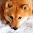shiba-inu-brings-privacy-to-shib-holders-through-new-encryption-standards