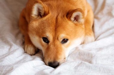 shiba-inu-brings-privacy-to-shib-holders-through-new-encryption-standards