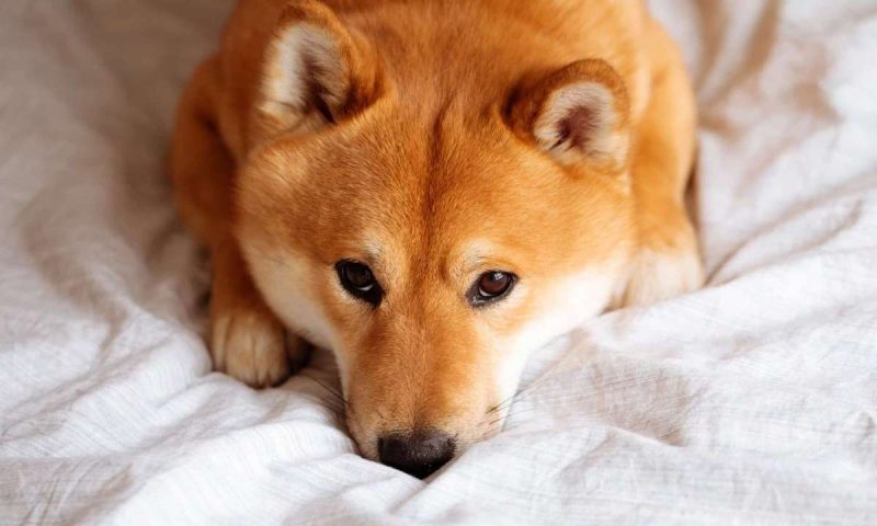 shiba-inu-brings-privacy-to-shib-holders-through-new-encryption-standards