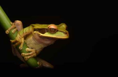 pepe-coin-soars-over-250%-–-will-march-bring-more-surprises?