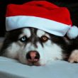 dogwifhat-what?-memecoin-barges-into-86th-spot-with-320%-rally-–-what’s-going-on?
