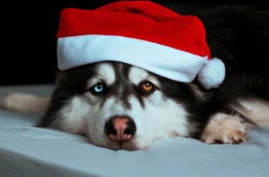 dogwifhat-what?-memecoin-barges-into-86th-spot-with-320%-rally-–-what’s-going-on?