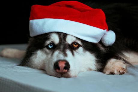 dogwifhat-what?-memecoin-barges-into-86th-spot-with-320%-rally-–-what’s-going-on?