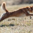 forget-dogecoin,-shiba-inu-set-to-become-the-top-dog:-expert-predicts-$100-billion-market-cap