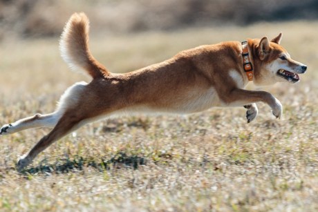 forget-dogecoin,-shiba-inu-set-to-become-the-top-dog:-expert-predicts-$100-billion-market-cap