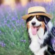 dogwifhat-(wif)-price-forecast-amid-pullback-as-algotech’s-algt-token-presale-nears-$4m
