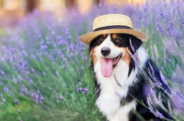 dogwifhat-(wif)-price-forecast-amid-pullback-as-algotech’s-algt-token-presale-nears-$4m