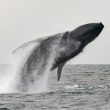 dogecoin-whale-takes-$52.3-million-in-doge-off-binance,-sign-of-buying?