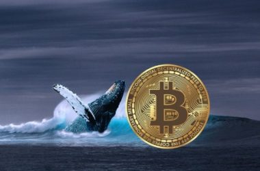 bitcoin-whales-maintain-positive-accumulation-behavior-ahead-of-2024-halving:-report