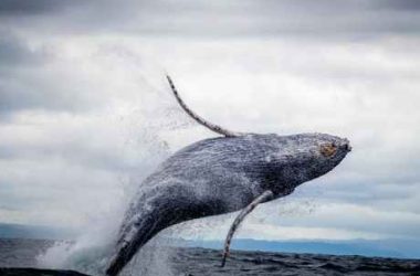 $115-million-bitcoin-whale-wakes-up-from-10-year-slumber-–-what’s-next?