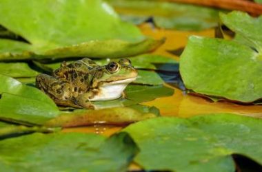 pepe-in-peril?-dwindling-exchange-supply-raises-price-jitters