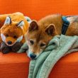 shiba-inu-surpasses-4-million-addresses,-ignites-frenzy