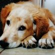 dogwifhat-to-the-vet!-meme-coin-needs-medical-attention-after-price-plunge-—-analyst