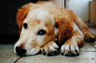dogwifhat-to-the-vet!-meme-coin-needs-medical-attention-after-price-plunge-—-analyst