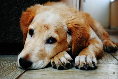 dogwifhat-to-the-vet!-meme-coin-needs-medical-attention-after-price-plunge-—-analyst