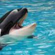 ethereum-whales-go-on-buying-spree-as-market-crash-leaves-retail-panicking