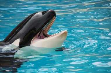 ethereum-whales-go-on-buying-spree-as-market-crash-leaves-retail-panicking