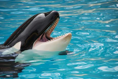 ethereum-whales-go-on-buying-spree-as-market-crash-leaves-retail-panicking