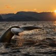 bitcoin-whales-showing-different-behavior-from-past-cycles,-but-why?