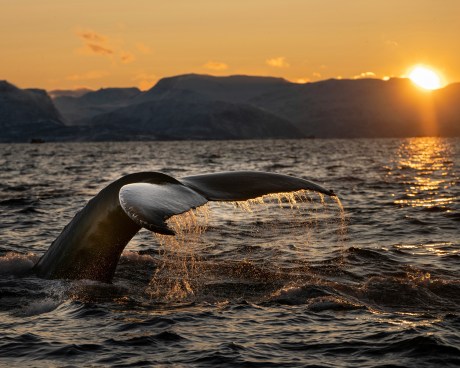 bitcoin-whales-showing-different-behavior-from-past-cycles,-but-why?