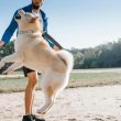 shiba-inu-(shib)-price-jumps-on-growing-support-from-1.4-million-holders