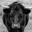 bullish-on-polkadot:-analyst-sees-dot-hitting-$15-soon