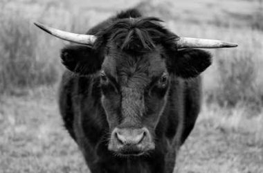 bullish-on-polkadot:-analyst-sees-dot-hitting-$15-soon