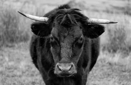 bullish-on-polkadot:-analyst-sees-dot-hitting-$15-soon