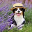 dogwifhat-(wif)-massive-pump-on-bybit-after-listing-causes-market-frenzy
