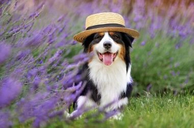 dogwifhat-(wif)-massive-pump-on-bybit-after-listing-causes-market-frenzy