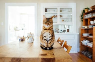 memecoins-resurgence?-popcat-and-mew-lead-the-way-with-20%-surge