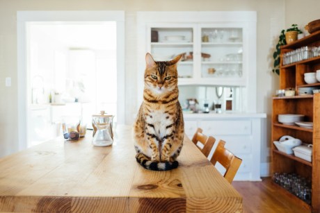 memecoins-resurgence?-popcat-and-mew-lead-the-way-with-20%-surge