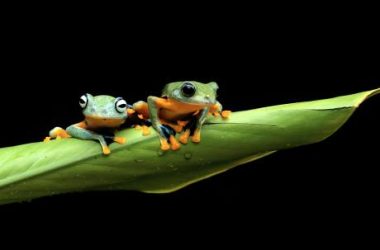 pepe-primed-for-a-big-leap:-80%-price-increase-incoming?