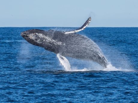 ethereum-whale-offloads-holdings-amidst-market-downturn
