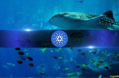 cardano-whales-boosts-holdings-by-11%-in-a-month-as-ada-aims-for-$0.5