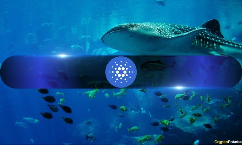 cardano-whales-boosts-holdings-by-11%-in-a-month-as-ada-aims-for-$0.5