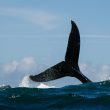 dogwifhat-and-popcat-sell-off-as-whale-dumps-tokens