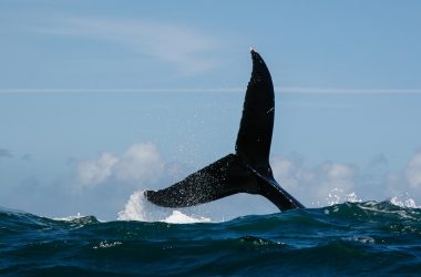 dogwifhat-and-popcat-sell-off-as-whale-dumps-tokens