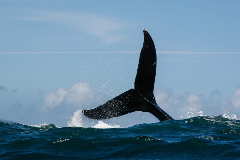 dogwifhat-and-popcat-sell-off-as-whale-dumps-tokens