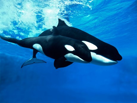 cardano-whales-return-to-the-table,-increase-massive-holdings-by-10%
