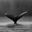 dogwifhat-(wif)-surges-10.4%-amid-whale-frenzy,-new-ath-coming-soon?