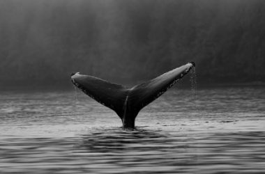 dogwifhat-(wif)-surges-10.4%-amid-whale-frenzy,-new-ath-coming-soon?