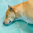 dogecoin-(doge)-price-takes-a-bow-as-shiba-inu-kabosu-dies