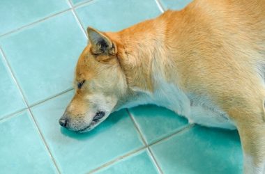 dogecoin-(doge)-price-takes-a-bow-as-shiba-inu-kabosu-dies