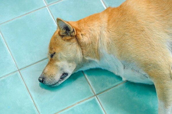 dogecoin-(doge)-price-takes-a-bow-as-shiba-inu-kabosu-dies