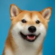 dogecoin-whales-buy-$112-million-worth-of-doge-as-crypto-investors-turn-their-attention-to-meme-coins