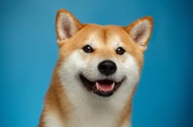 dogecoin-whales-buy-$112-million-worth-of-doge-as-crypto-investors-turn-their-attention-to-meme-coins