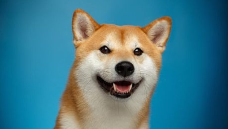 dogecoin-whales-buy-$112-million-worth-of-doge-as-crypto-investors-turn-their-attention-to-meme-coins