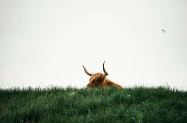 bitcoin-in-‘euphoria-wave’-–-how-long-until-the-bull-run-ends?