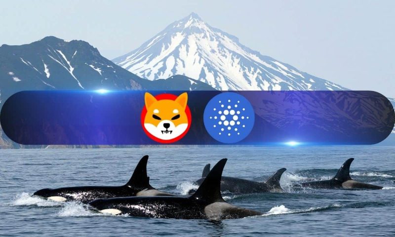 cardano,-shiba-inu,-jasmy-catch-whale-fever-as-large-transactions-spike